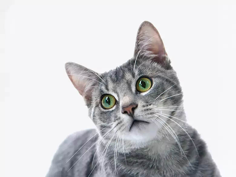 Toxoplasmose - causes, symptômes, diagnostic, traitement