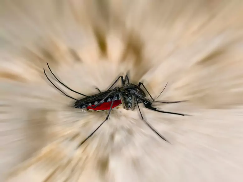 La voie des moustiques