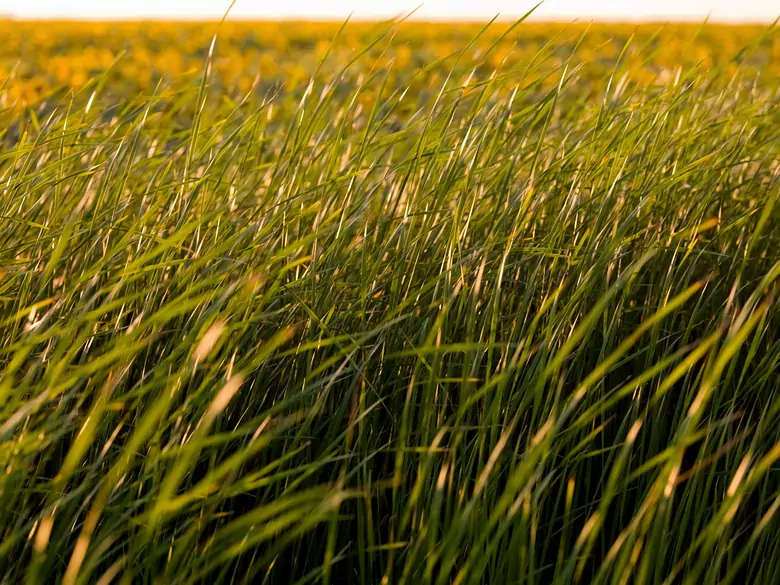 AleAlert : Pollinisation des graminées en mai