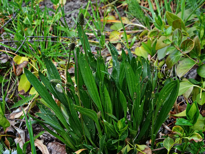 AleAlert : Pollinisation de la plantain lancéolé en juillet