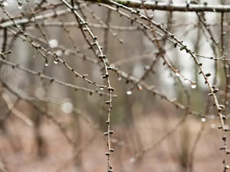 La luciole - pourquoi nuit-elle à votre santé ?