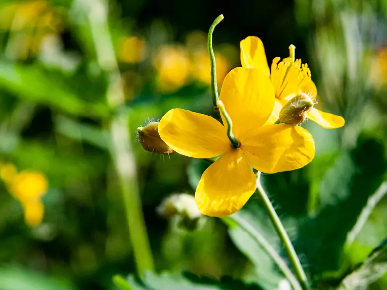 Les plantes dans le traitement des affections féminines