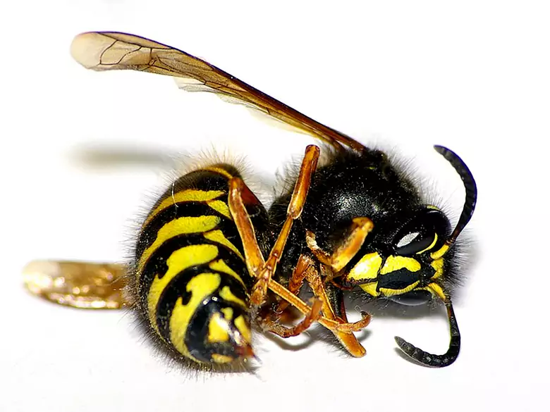 La toxine du venin de la guêpe brésilienne aidera à lutter contre le cancer !