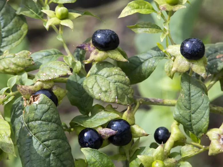 Quels sont les avantages de la consommation de myrtilles ?