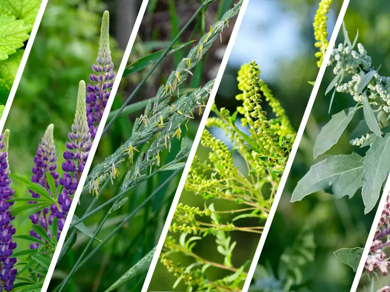 AleAlert : Pollinisation de l'ortie, du lupin, du chiendent, de l'ambroisie, de l'amarante et de la sauge en septembre
