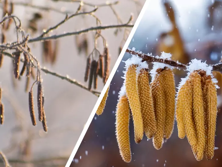 AleAlert : Pollinisation du noisetier et de l'aulne en janvier