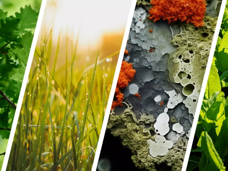 AleAlert : Pollinisation du chêne, des graminées, du Cladosporium et de l'oseille en mai