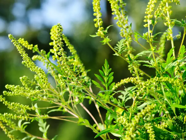 AleAlert : Pollinisation de l'ambroisie en août
