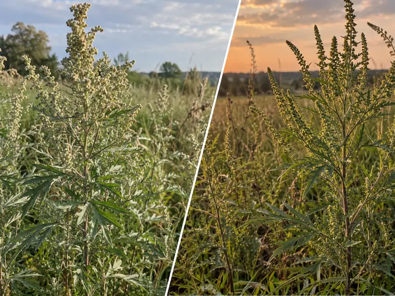 AleAlert : L'ambroisie et l'armoise, principaux allergènes en septembre
