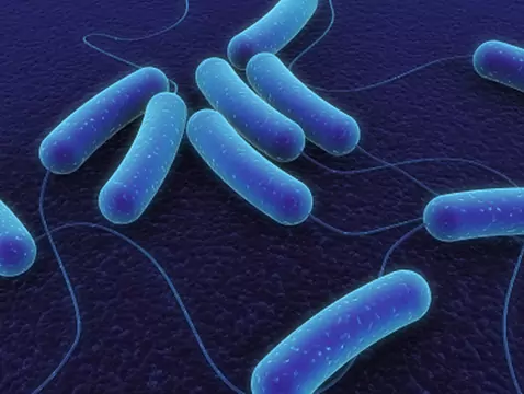Chlamydia trachomatis - causes, symptômes, traitement
