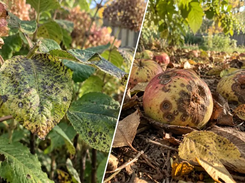 AleAlert : Le Cladosporium et l'Alternaria continuent de sévir en septembre