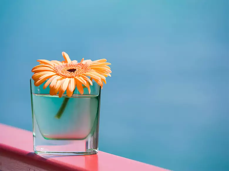 Que faire des fleurs d'intérieur pendant les vacances ?