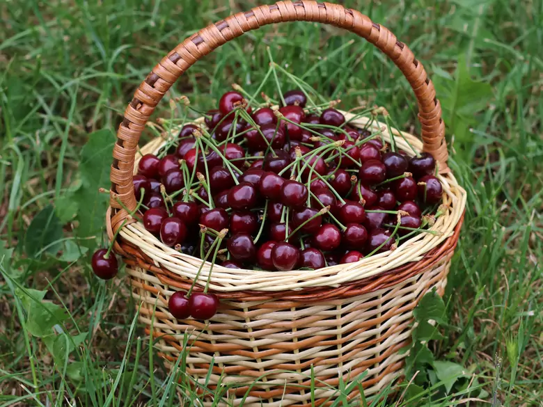 Quels sont les avantages de la consommation de cerises ?