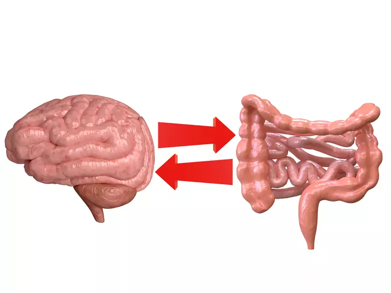 Les intestins sont-ils notre deuxième cerveau ?