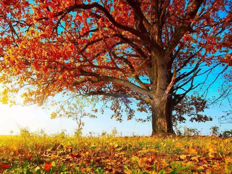 Prenez soin de votre immunité en automne