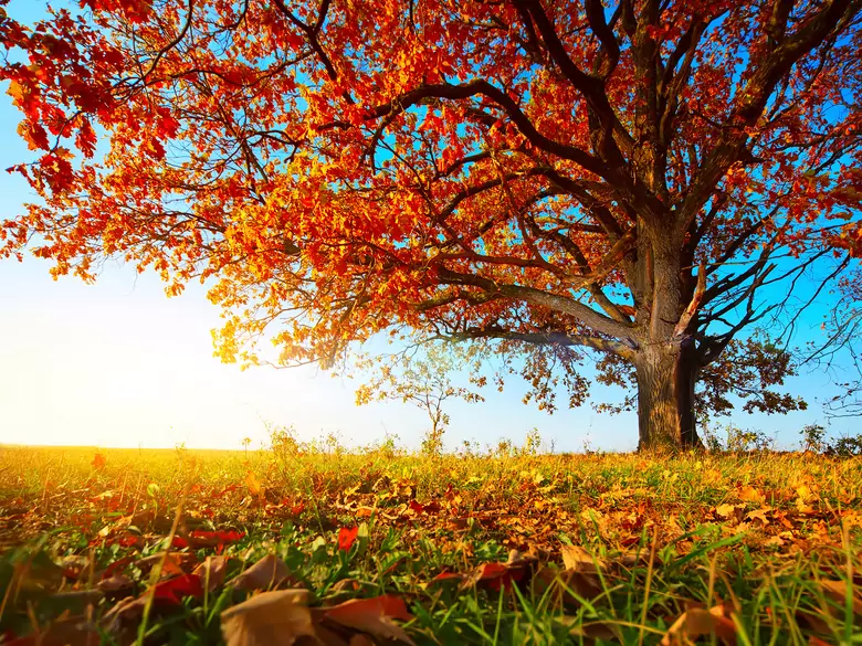 Prenez soin de votre immunité en automne