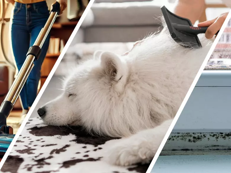 AleAlert : Les acariens de la poussière domestique, les moisissures et les poils d'animaux constituent un défi pour les personnes allergiques en novembre