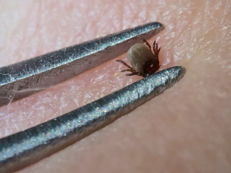 Les tiques transmettent-elles la maladie de Lyme ?