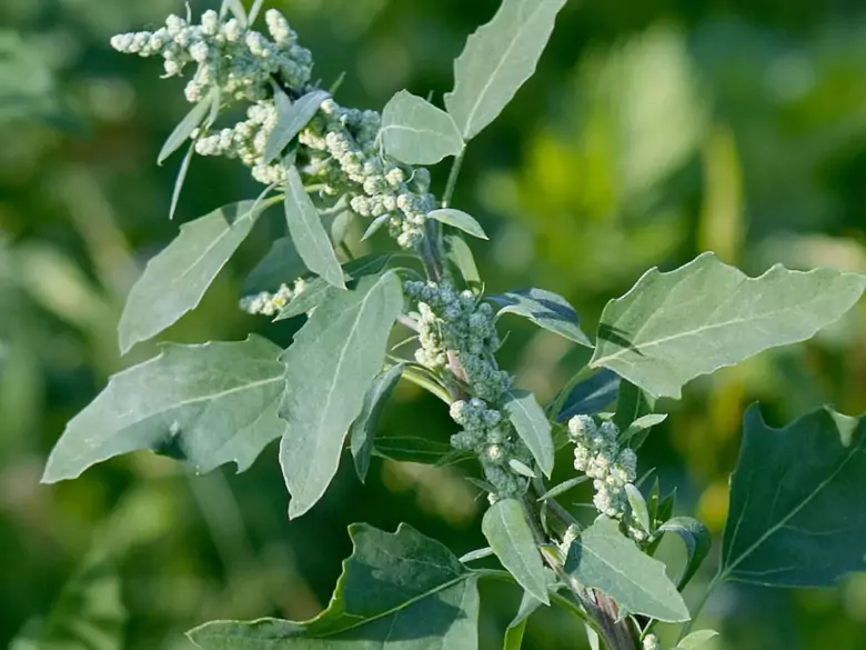 AleAlert : Pollinisation de la quinoa en juillet