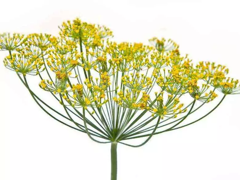 La phytothérapie - magie ou vérité ? partie II.