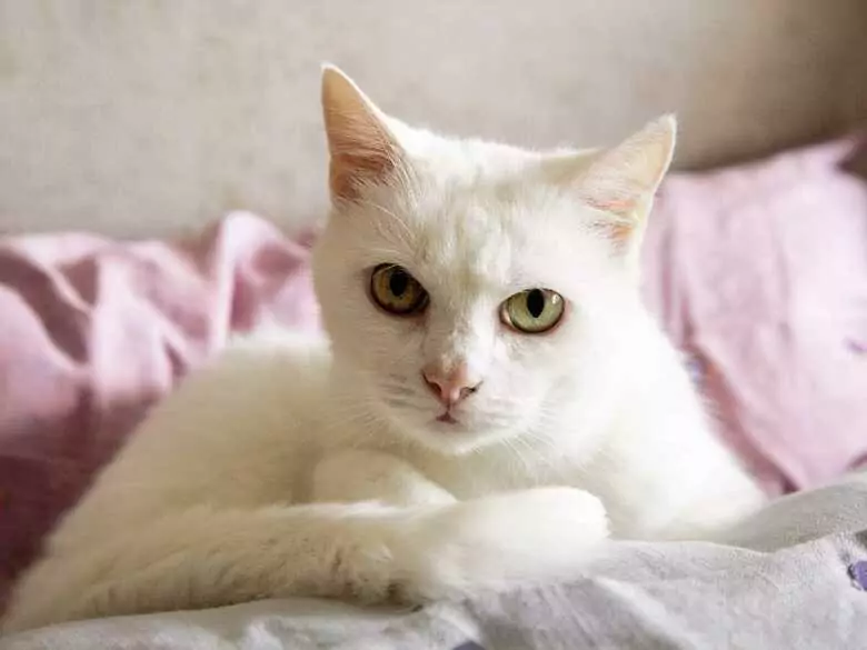 Zoonoses affectant l'homme - sont-elles dangereuses ?