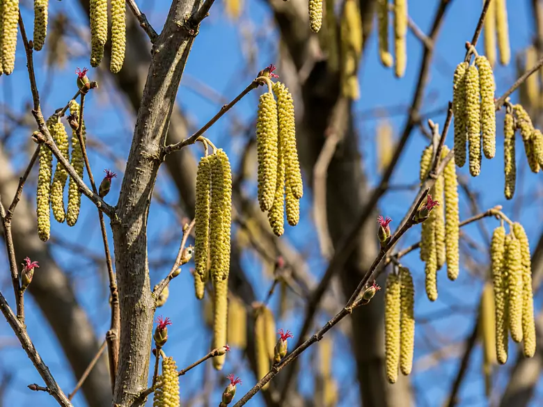 AleAlert : Pollinisation du noisetier en mars