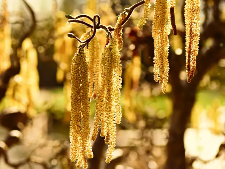 AleAlert : Pollinisation du noisetier en mars