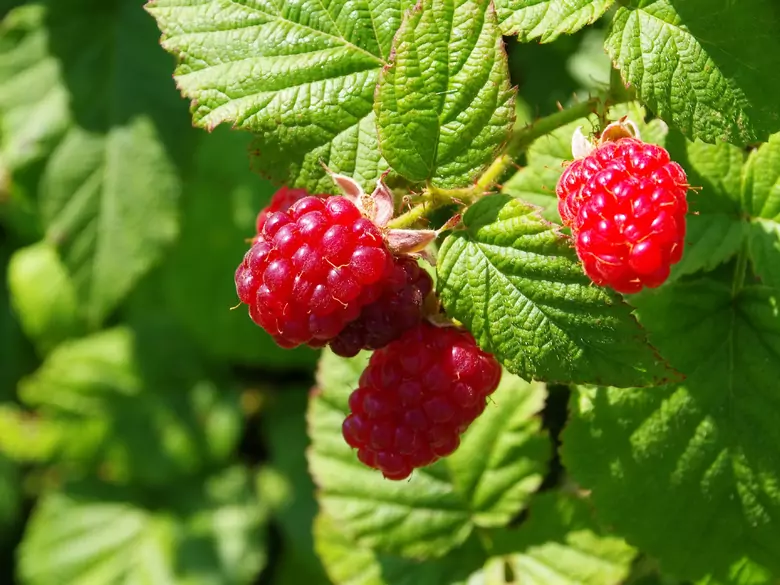 Quels sont les avantages de la consommation de framboises ?