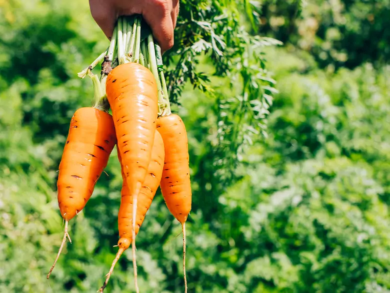 Quels sont les avantages de la consommation de carottes ?