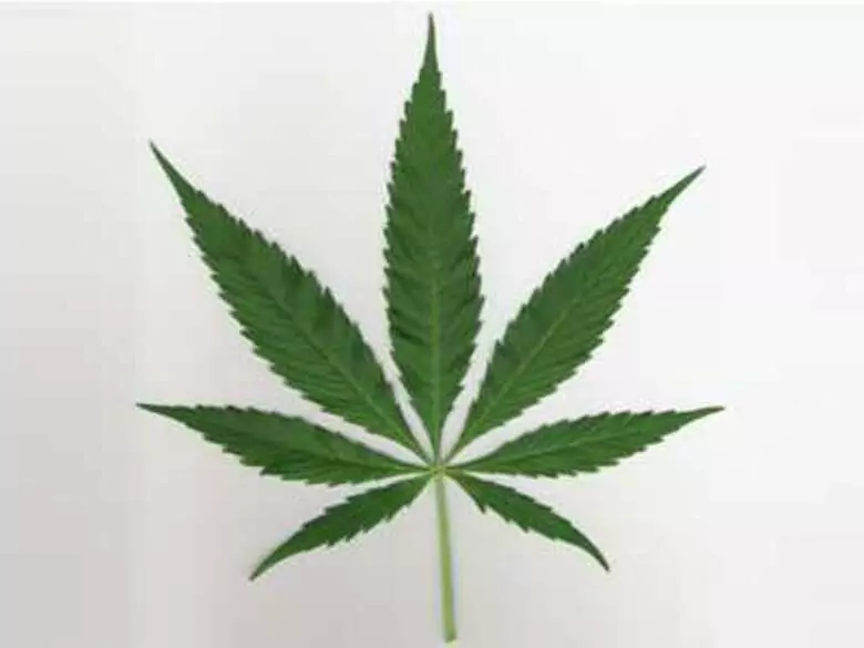 Psychose et consommation de marijuana