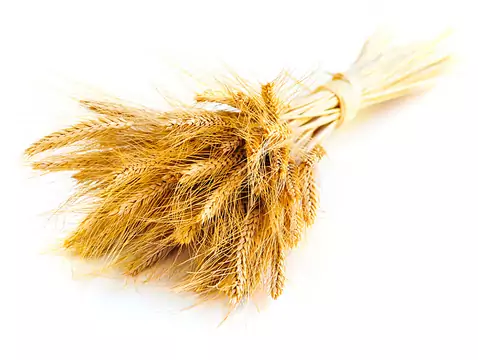 Allergie alimentaire - causes, symptômes, diagnostic, traitement, lésions cutanées