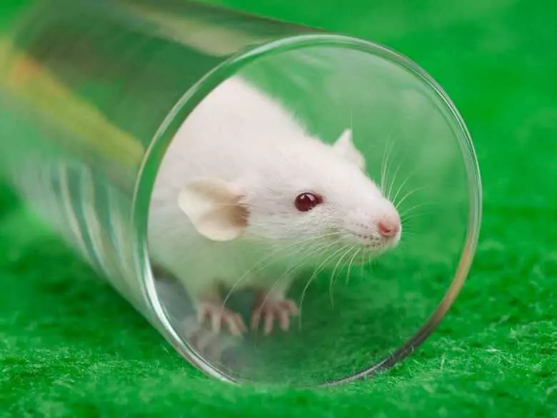 Recherche sur la régénération dentaire - Sommes-nous proches de la régénération dentaire chez l'homme ?