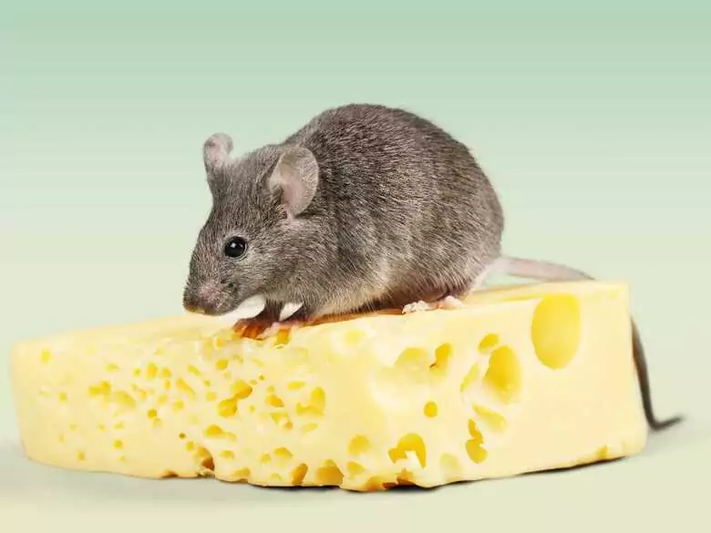 Activité physique et risque de cancer du foie