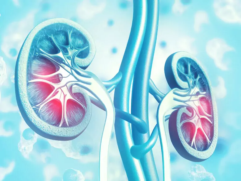 Comment traiter les problèmes rénaux ?
