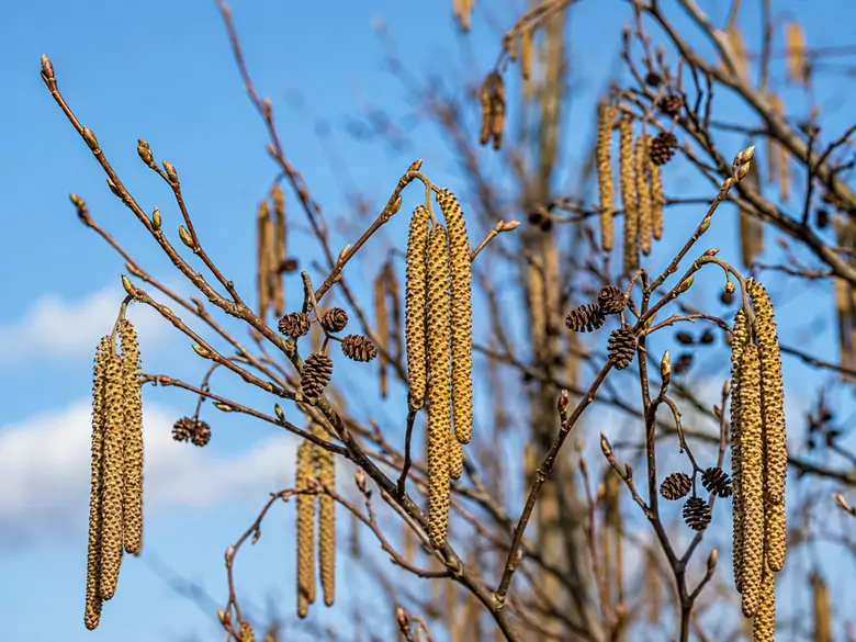 AleAlert : Pic de pollinisation de l'aulne en mars
