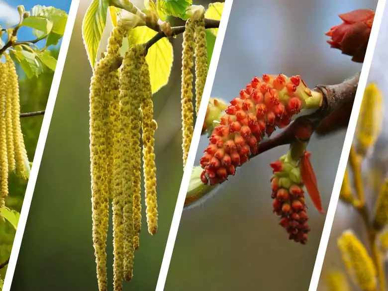 AleAlert : Pollinisation de l’aulne, du noisetier, du peuplier et du saule en mars