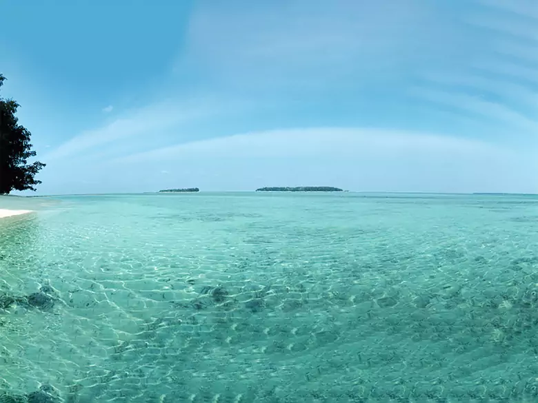 Les effets des algues marines sur notre organisme