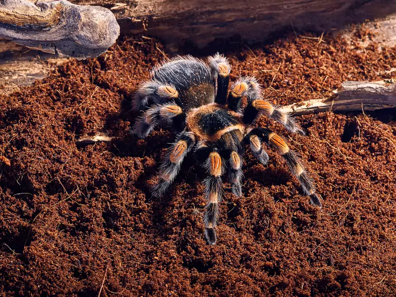 Piqûres d'arachnides - Quand faut-il consulter un spécialiste sans tarder ?