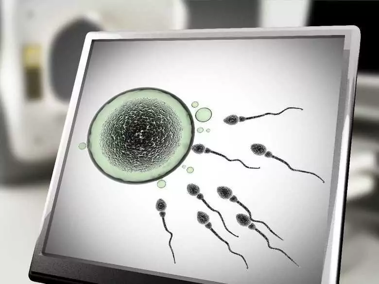 L'évolution et le développement humains dans le contexte de la ménopause et de la sélection intra-utérine des embryons