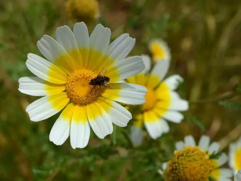 Pollen d'abeille - est-ce vraiment utile ?