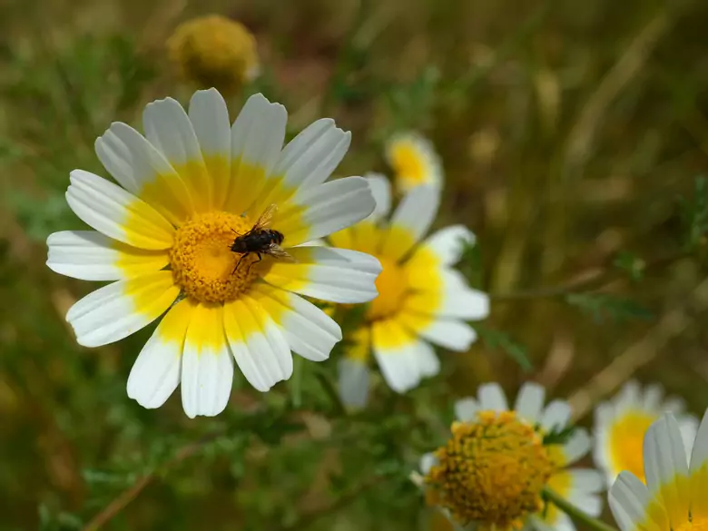 Pollen d'abeille - est-ce vraiment utile ?