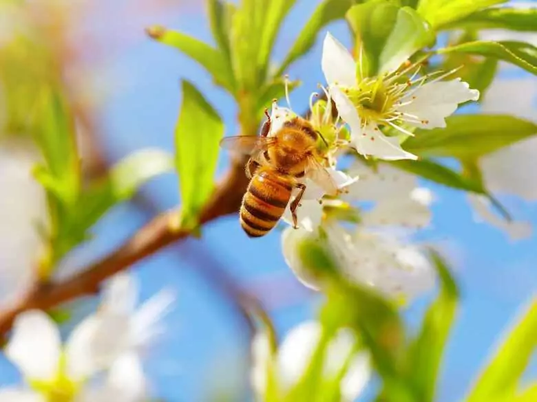 Premiers soins après une piqûre de guêpe ou d'abeille