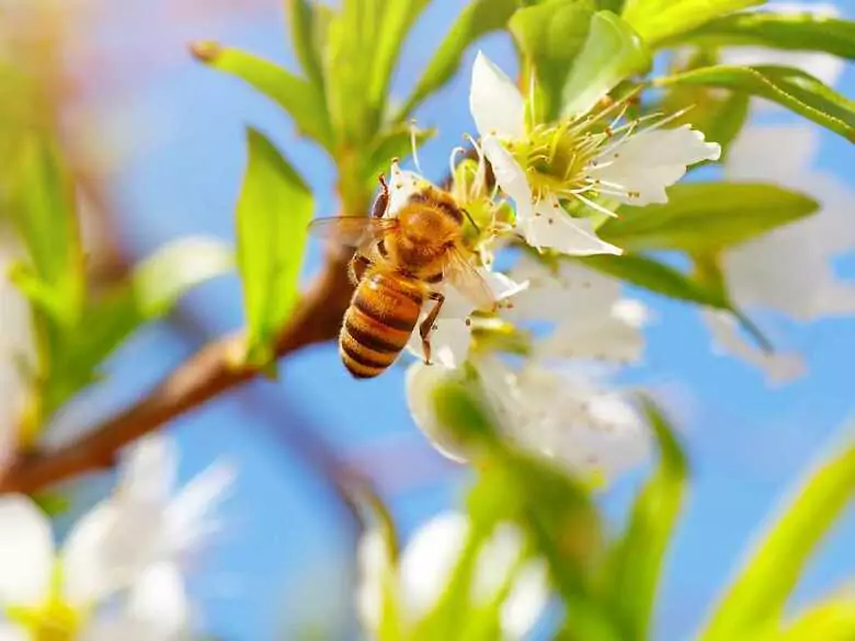 Ulothérapie, c'est-à-dire inhalation de l'air de la ruche