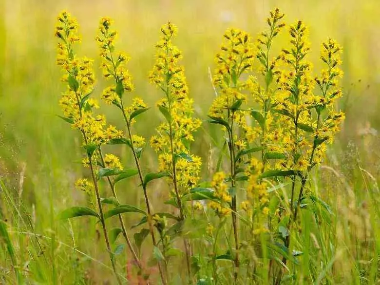 La phytothérapie - magie ou vérité ? 1ère partie