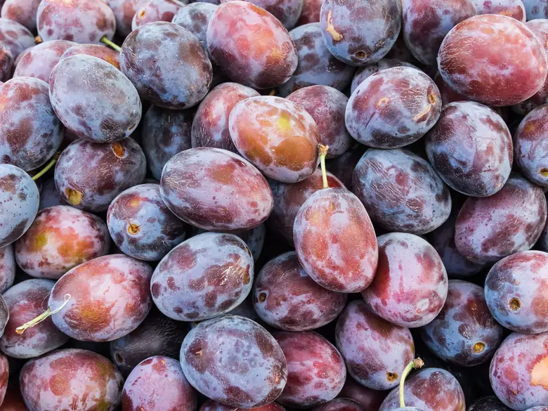 Quels sont les avantages de la consommation de pruneaux ?