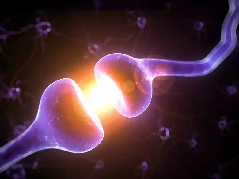 Bloc nerveux : que faut-il savoir ?