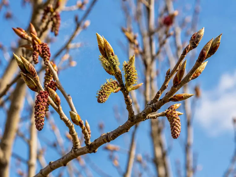 AleAlert : Pollinisation des peupliers en mars