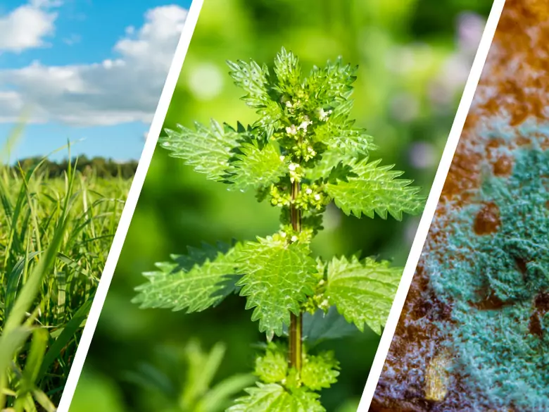 AleAlert : Pollinisation des graminées, des orties, du Cladosporium et de l’Alternaria en juillet