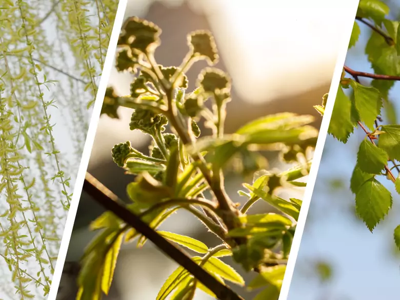 AleAlert : Pollinisation du saule, du frêne et du bouleau en avril