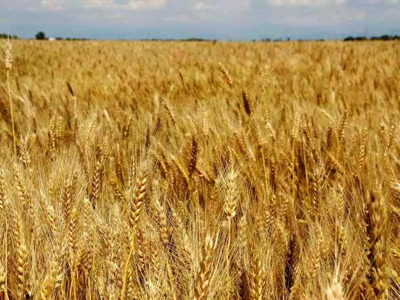 Bétaglucanes - propriétés de la fraction soluble des fibres alimentaires